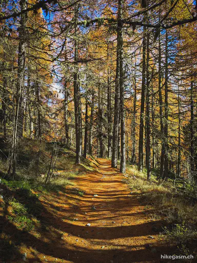 Golden Autumn in Engadin