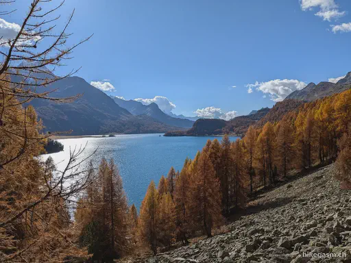 Golden Autumn in Engadin